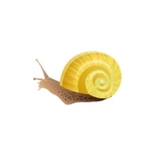 Yellow Snail